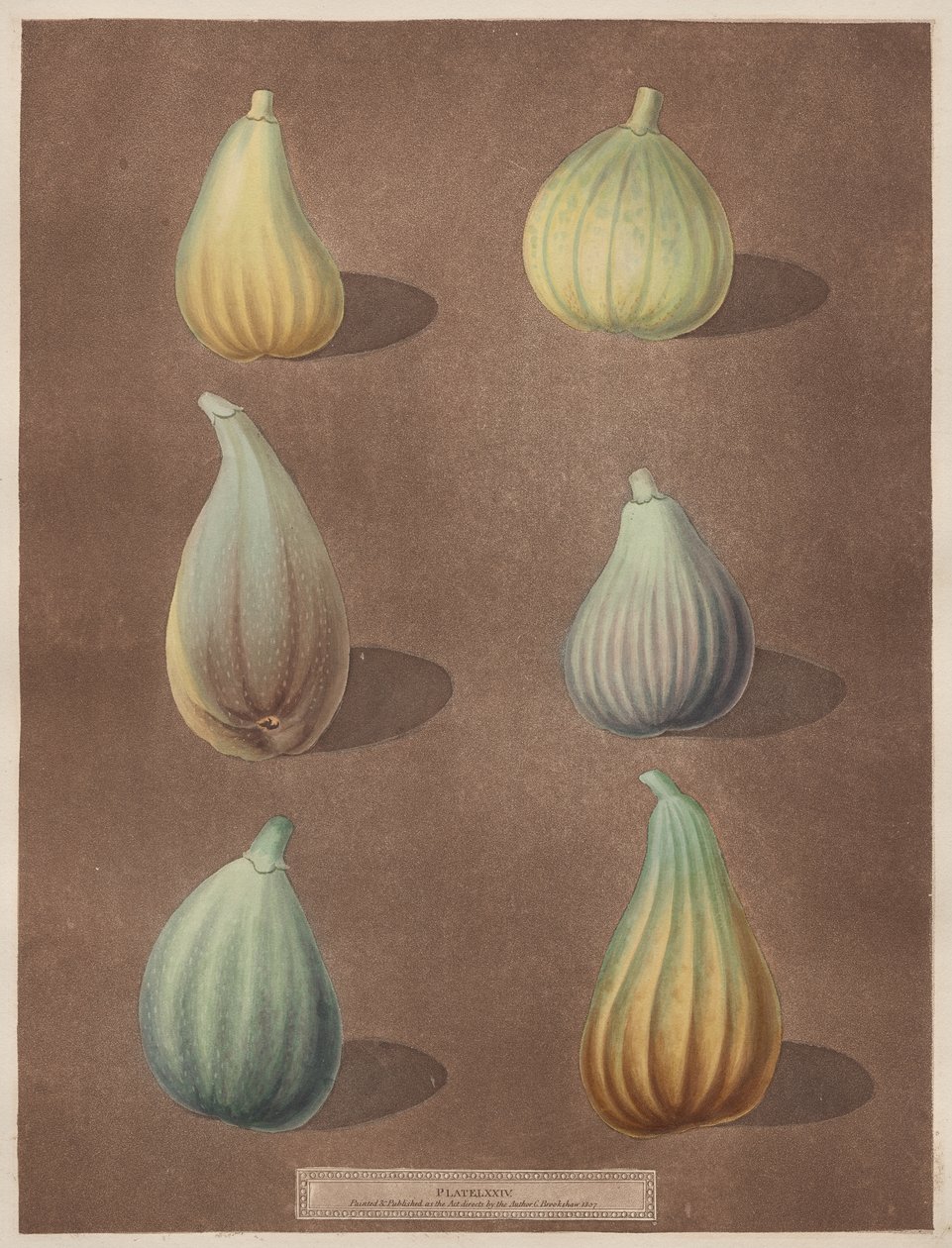 Pomona Britannica: N.º 74 - Figos de attributed to Richard Brookshaw