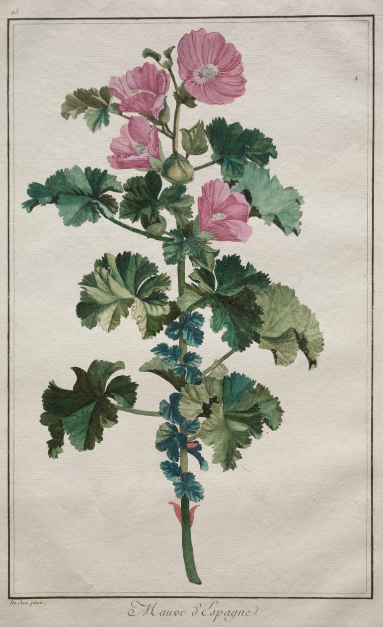 Coleção de vinte e quatro plantas e flores: Mallow de de Seve