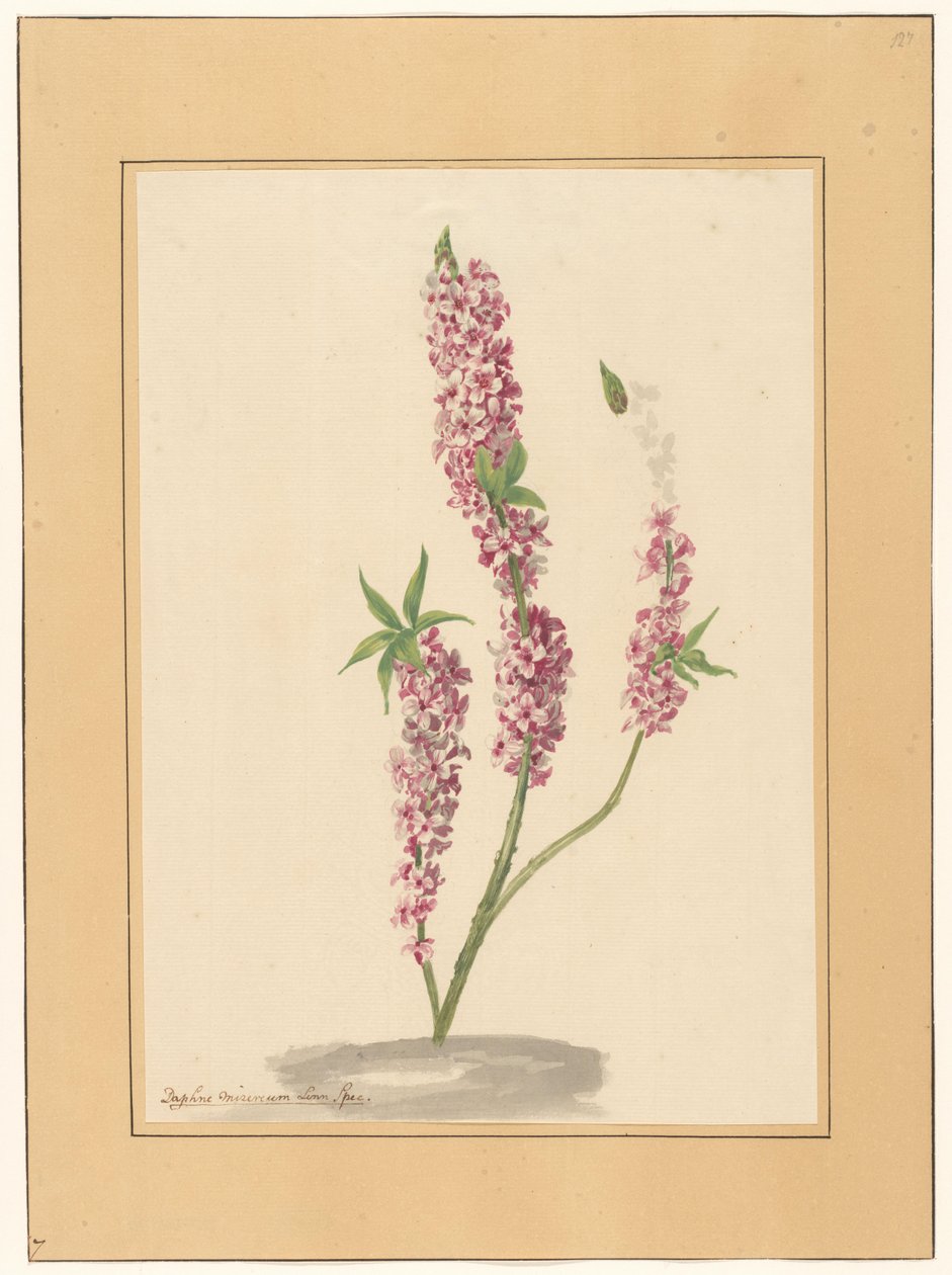 Pimenteiro vermelho no chão de familie Van der Vinne (attributed to)