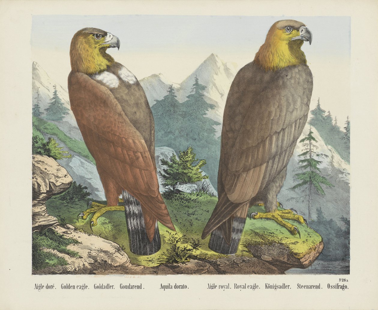 Águia dourada / Goldadler / Goudarend / Aquila dorato / Águia real / Königsadler / Steenarend / Ossifrago (título sobre o objecto) de firma Joseph Scholz