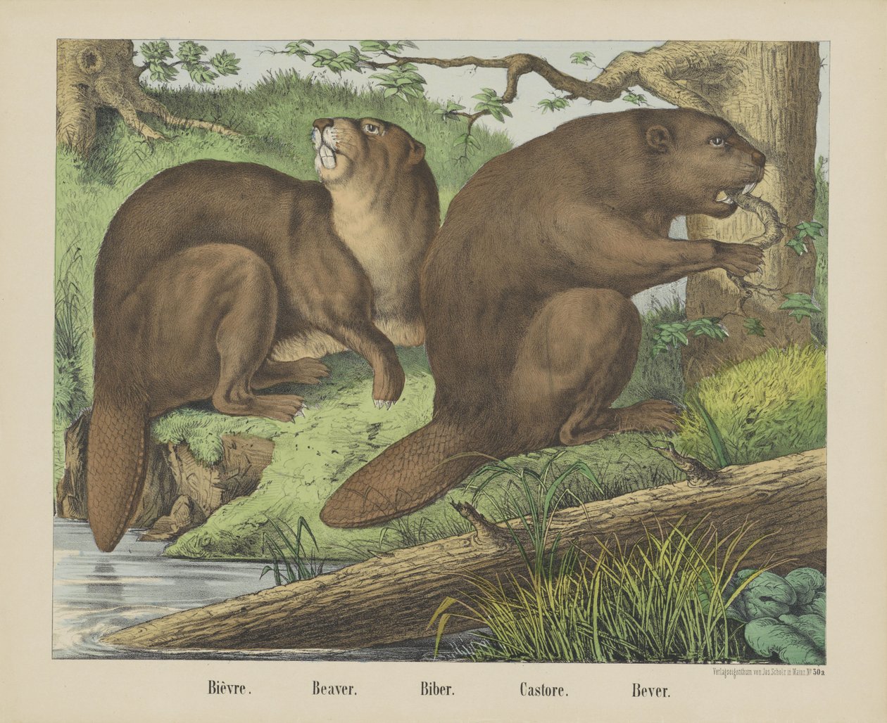 Bièvre. / Castor. / Biber. / Castore. / Bebida (título sobre o objecto) de firma Joseph Scholz