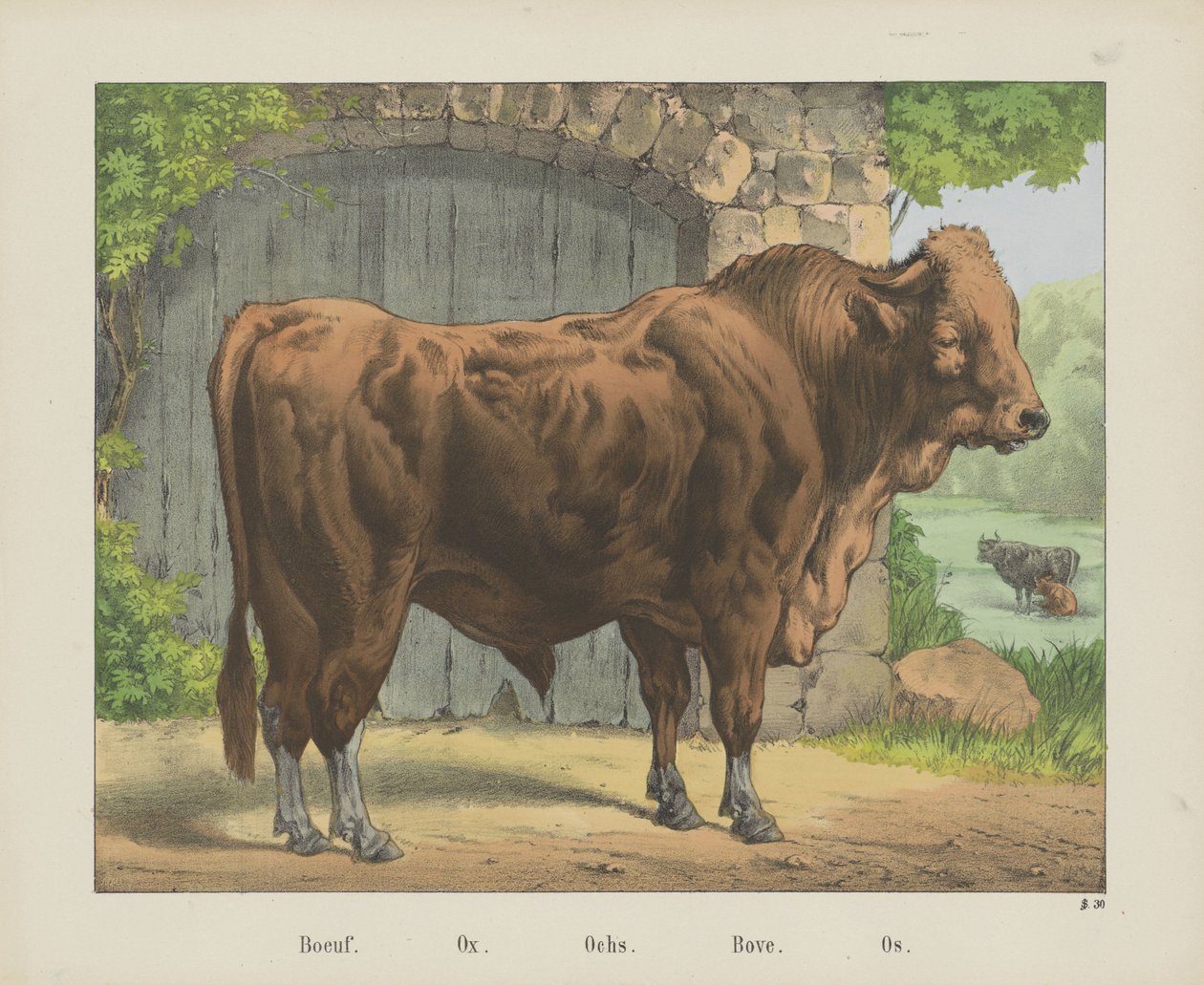 Boeuf. / Boi. / Och. / Bove. / Os (título no objeto) de firma Joseph Scholz