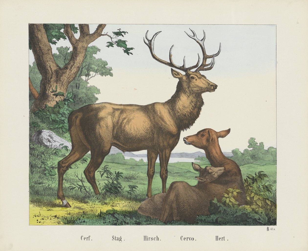 Cerf. / Stag. / Hirsch. / Cervo. / Veado (título sobre o objecto) de firma Joseph Scholz