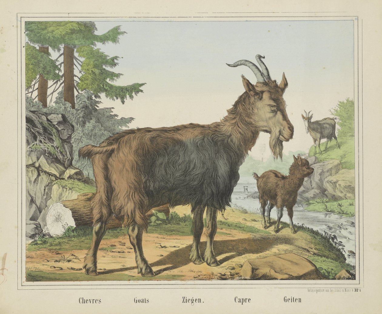 Chevres / Caprinos / Ziegen. / Capre / Goats (título sobre o objecto) de firma Joseph Scholz