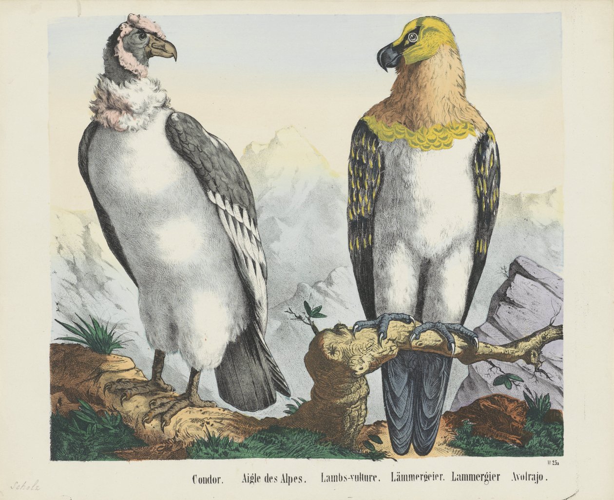 Condor. / Águia dos Alpes. / Cordeiro-abutre. / abutre cordeiro. / Lammergier / Avolrajo (título no objeto) de firma Joseph Scholz