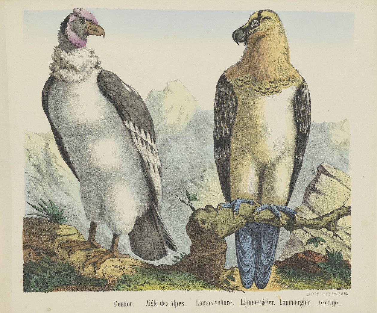 Condor / Alpine Eagle / Lambs-vulture / Lämmergeier / Lammergier / Avolrajo (título sobre o objecto) de firma Joseph Scholz