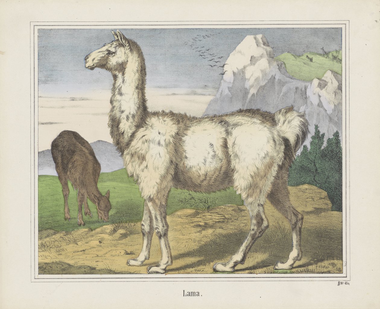 Lama (título sobre o objecto) de firma Joseph Scholz