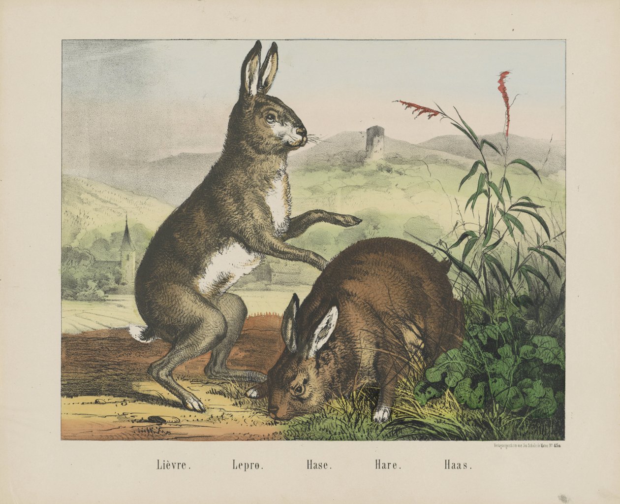 Lebre / Lepro. / Hase / Hare / Haas (título sobre o objecto) de firma Joseph Scholz