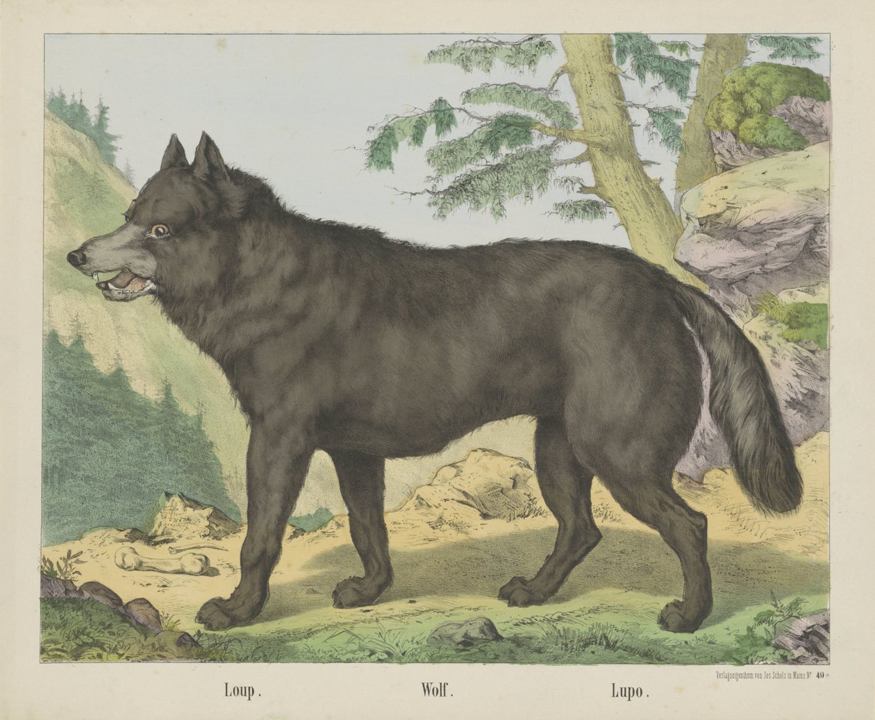 Loup. / Lobo. / Lupo (título sobre o objecto) de firma Joseph Scholz