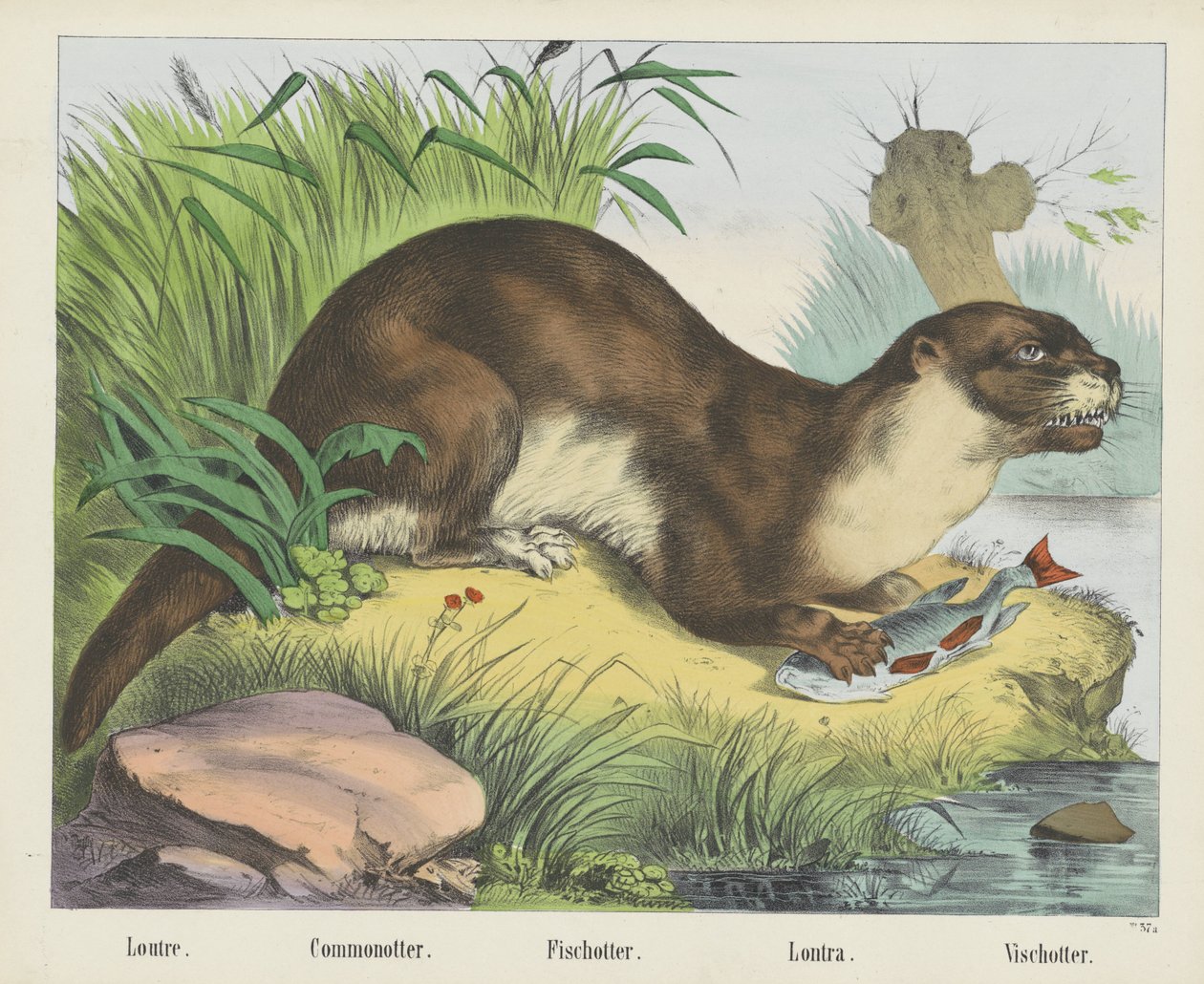 Loutre. / Commonotter. / Fischotter. / Lontra. / Lontra de peixe (título sobre o objecto) de firma Joseph Scholz