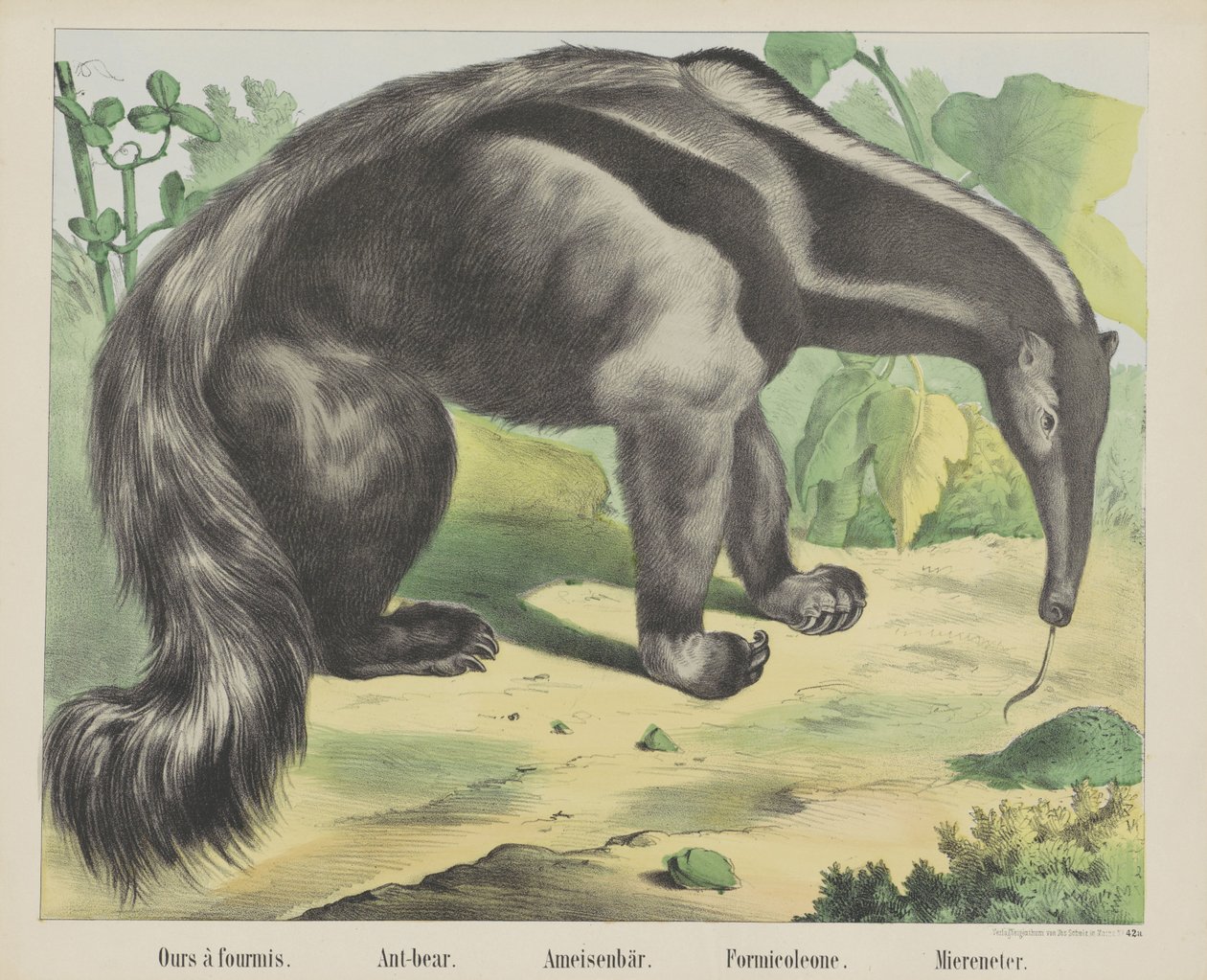 Nosso à antmis. / Urso-formiga. / Urso formiga. / Formicoleona. / Comedor de mar (título no objeto) de firma Joseph Scholz
