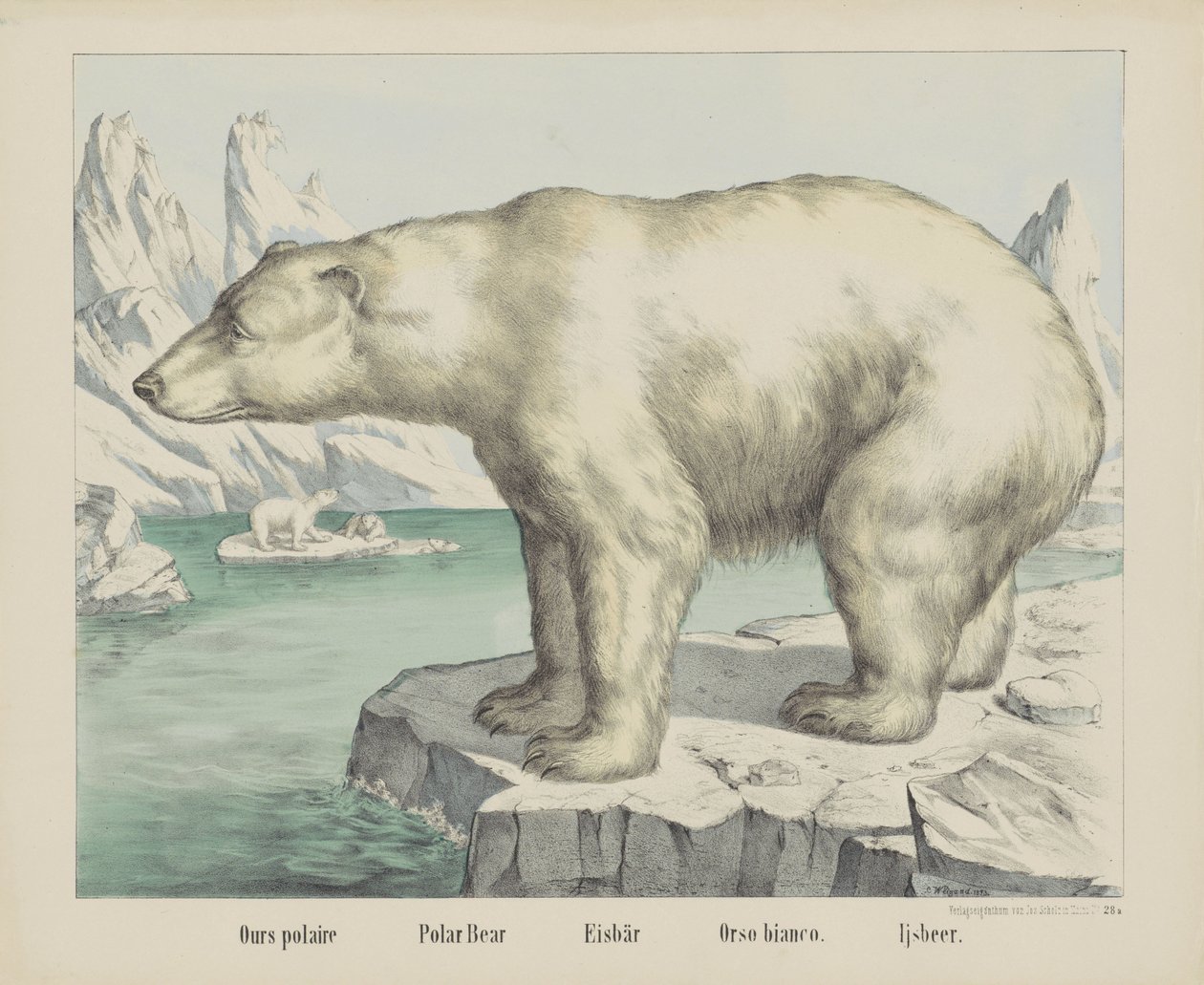 Nossa polaire / Urso polar / Eisbär / Orso bianco. /Ijsbeer (título no objeto) de firma Joseph Scholz