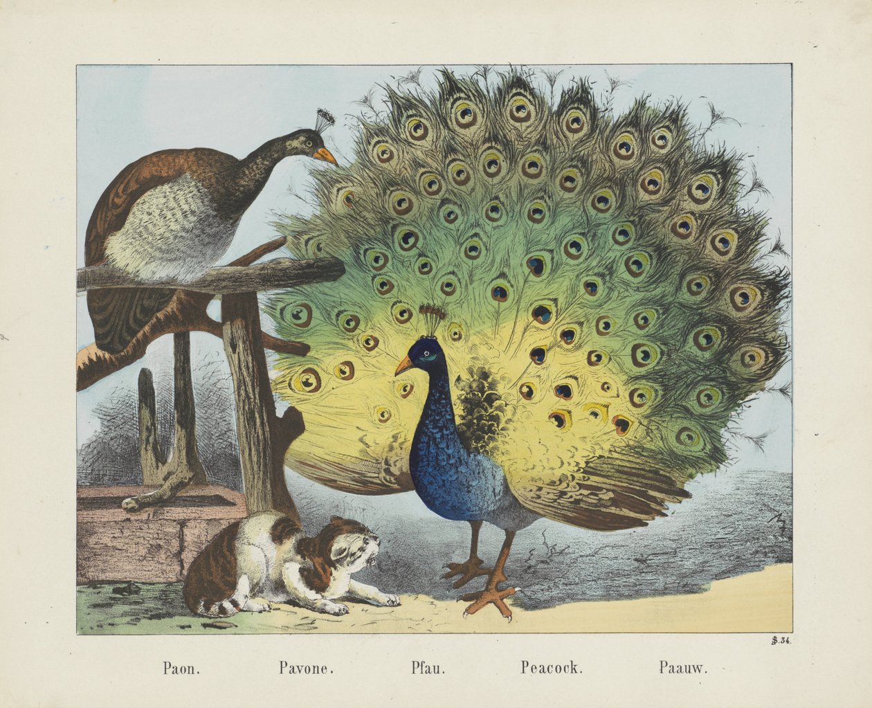 Pão. / Pavone. / Pfau. / Pavão. / Paauw (título no objeto) de firma Joseph Scholz
