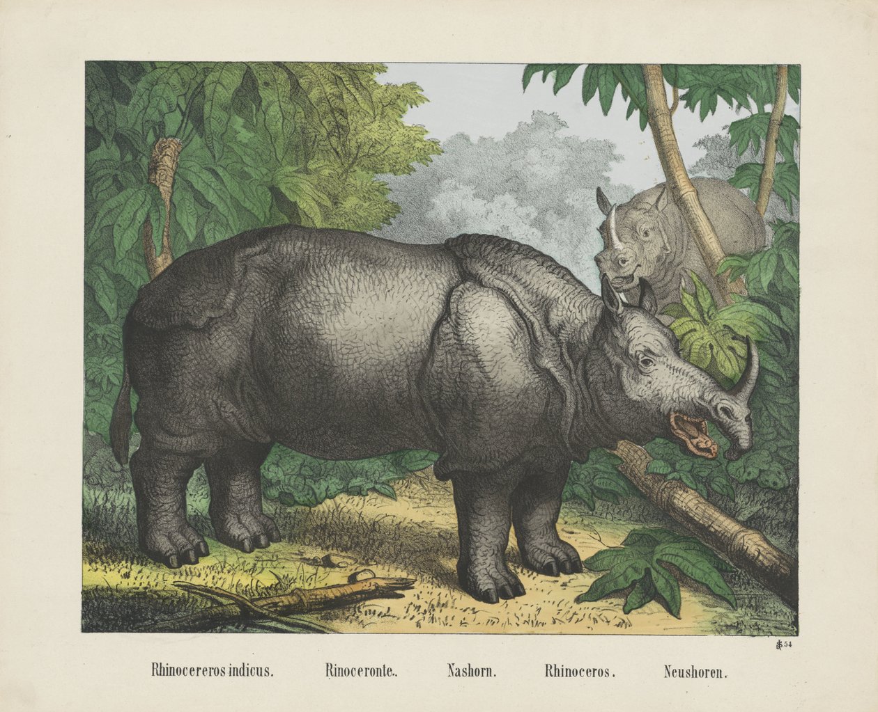 Rhinocereros indicus. / Rinoceronte. / Nashorn. / Rinoceronte. / Neushoren (título no objeto) de firma Joseph Scholz