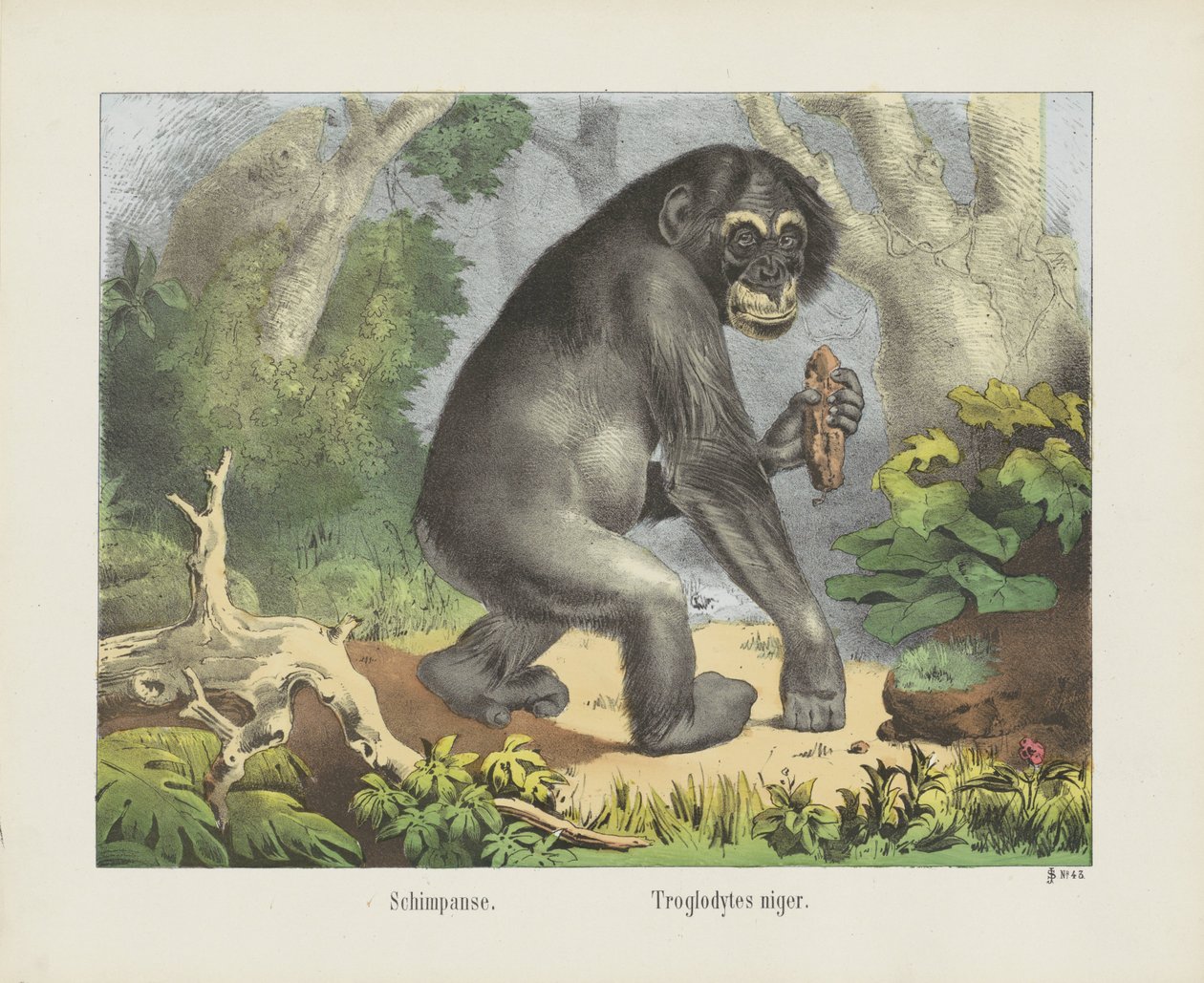 Schimpanse. / Troglodytes niger (título no objeto) de firma Joseph Scholz