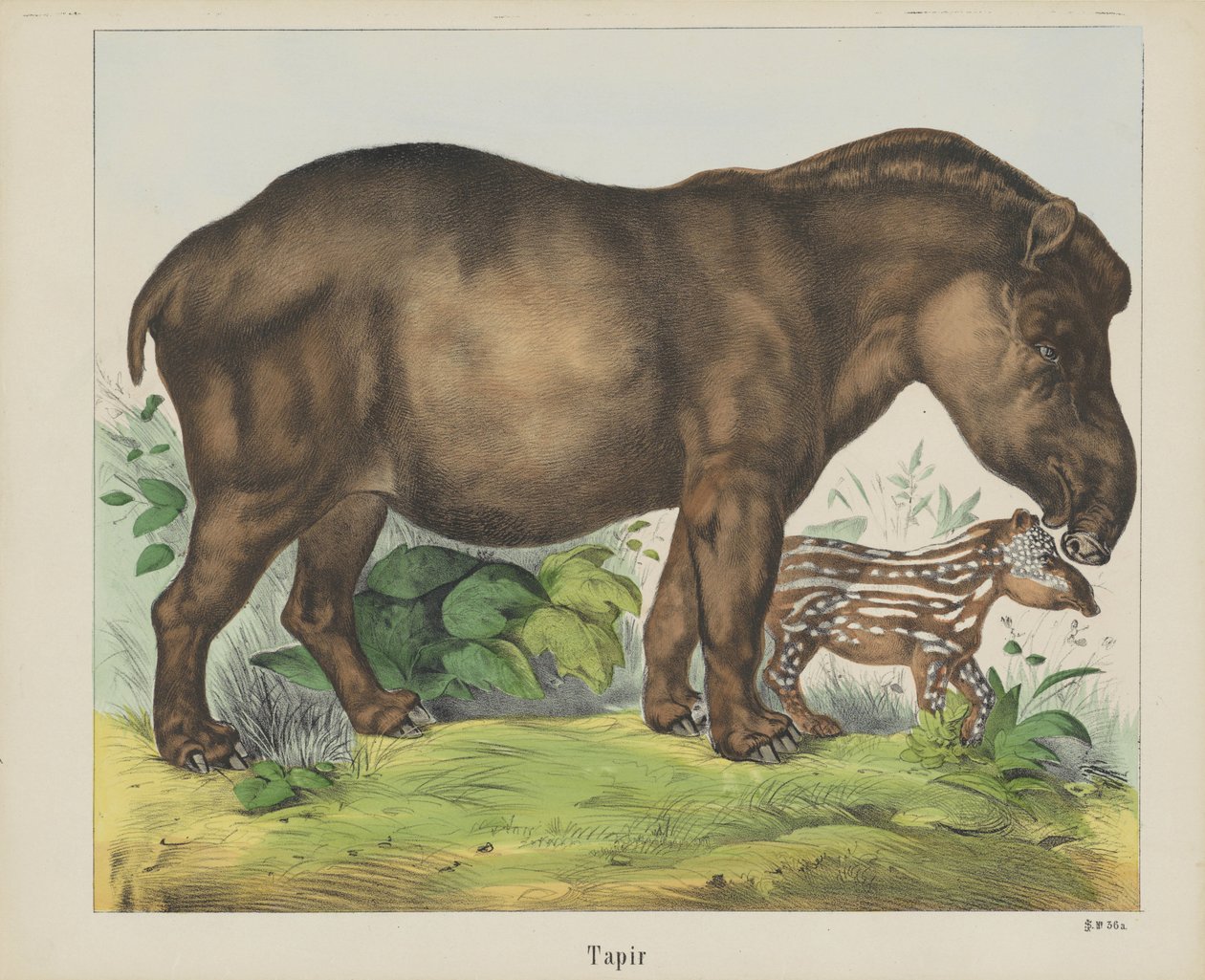 Tapir (título sobre o objecto) de firma Joseph Scholz