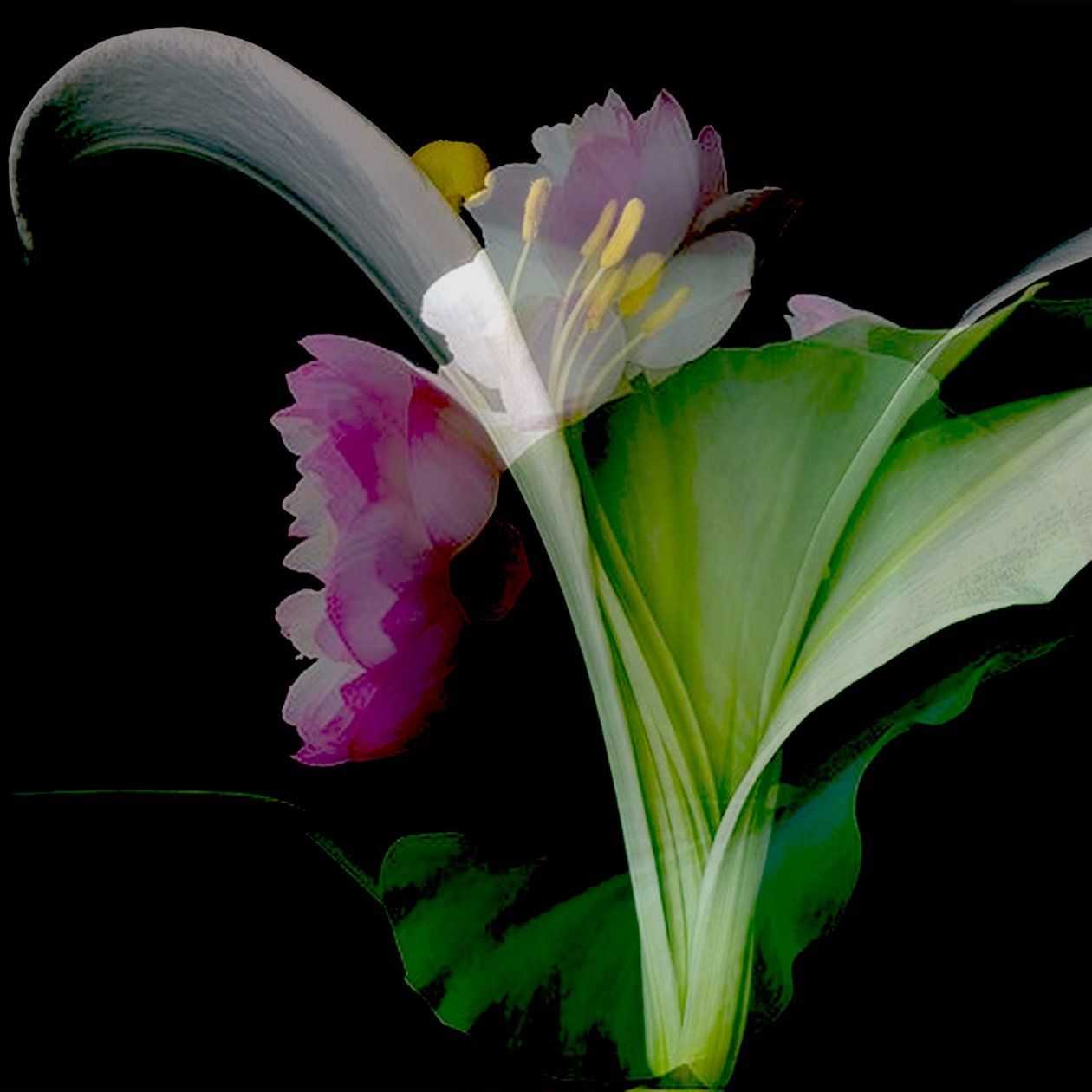 Colagem de flores, 2018 (técnica mista) de linda arthurs