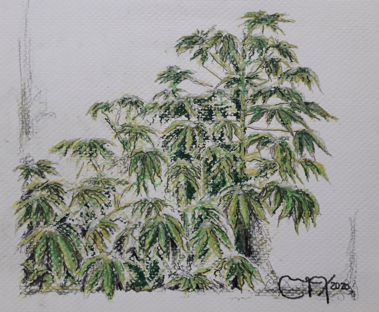PLANTA YUCA de miguelmendez_art.ve