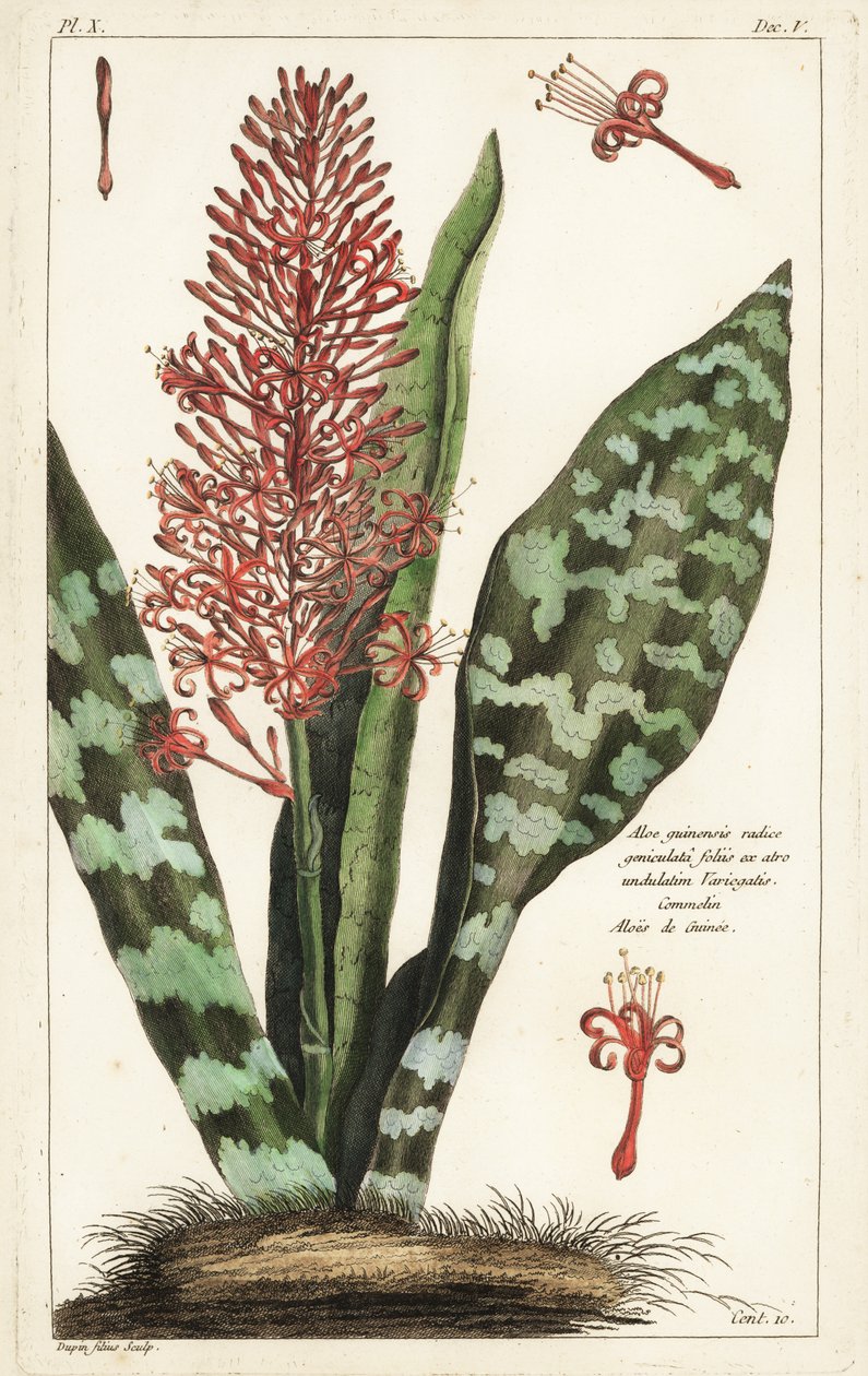 Cânhamo africano, Sansevieria hyacinthoides de the Younger Dupin