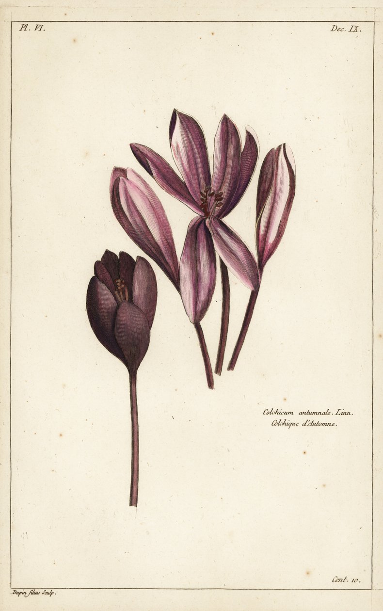 Crocodilo de Outono, açafrão dos prados ou senhoras nuas, Colchicum autumnale, Linn de the Younger Dupin