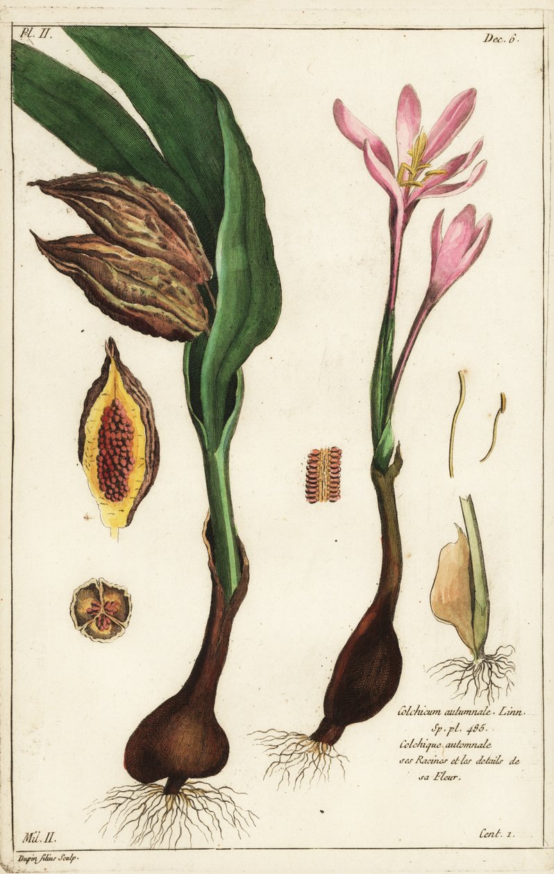 Crocodilo de Outono, açafrão dos prados ou senhoras nuas, Colchicum autumnale, Linn de the Younger Dupin