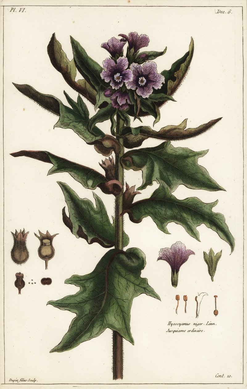 Galinha negra, Hyoscyamus niger Linn de the Younger Dupin