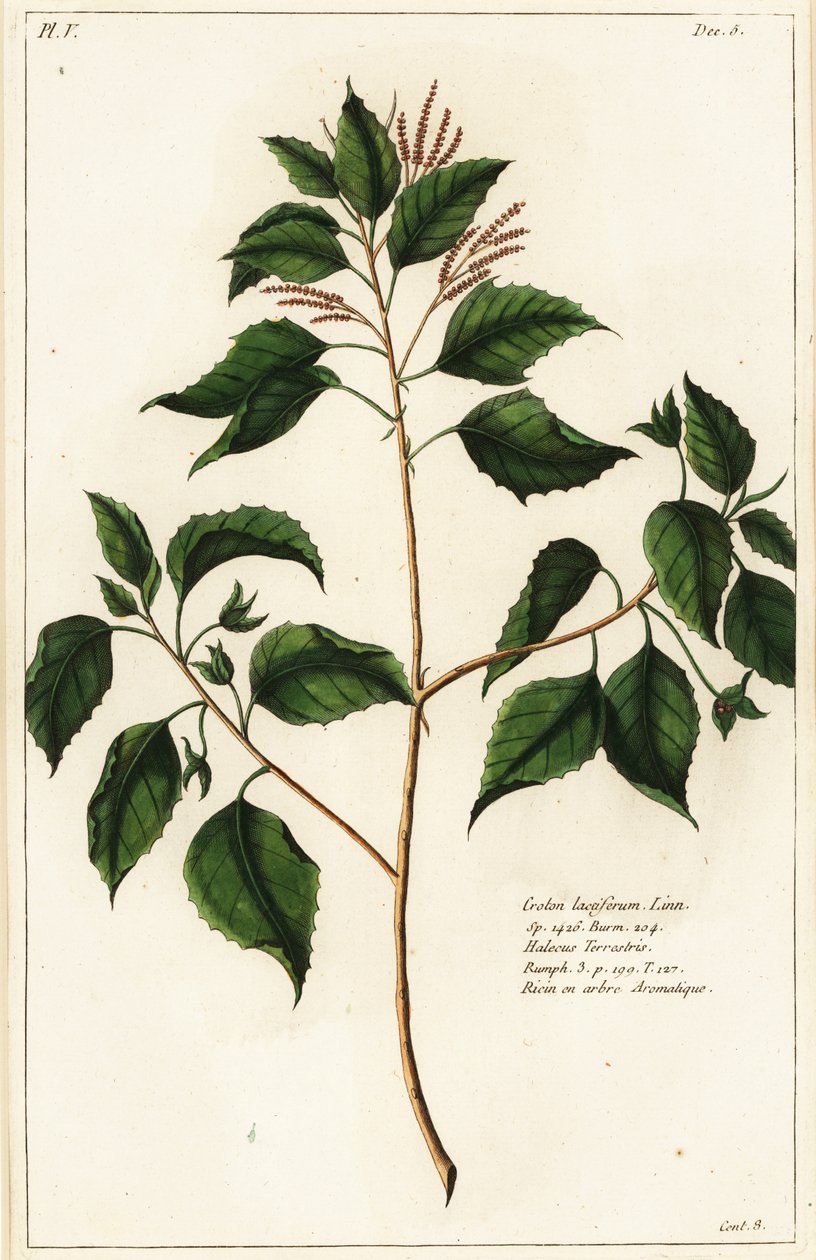Candlenut, Crotn laccifer de the Younger Dupin
