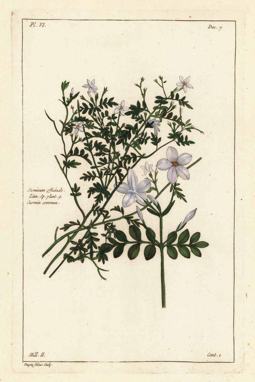 Jasmim comum, Jasminum officinale, Linn de the Younger Dupin