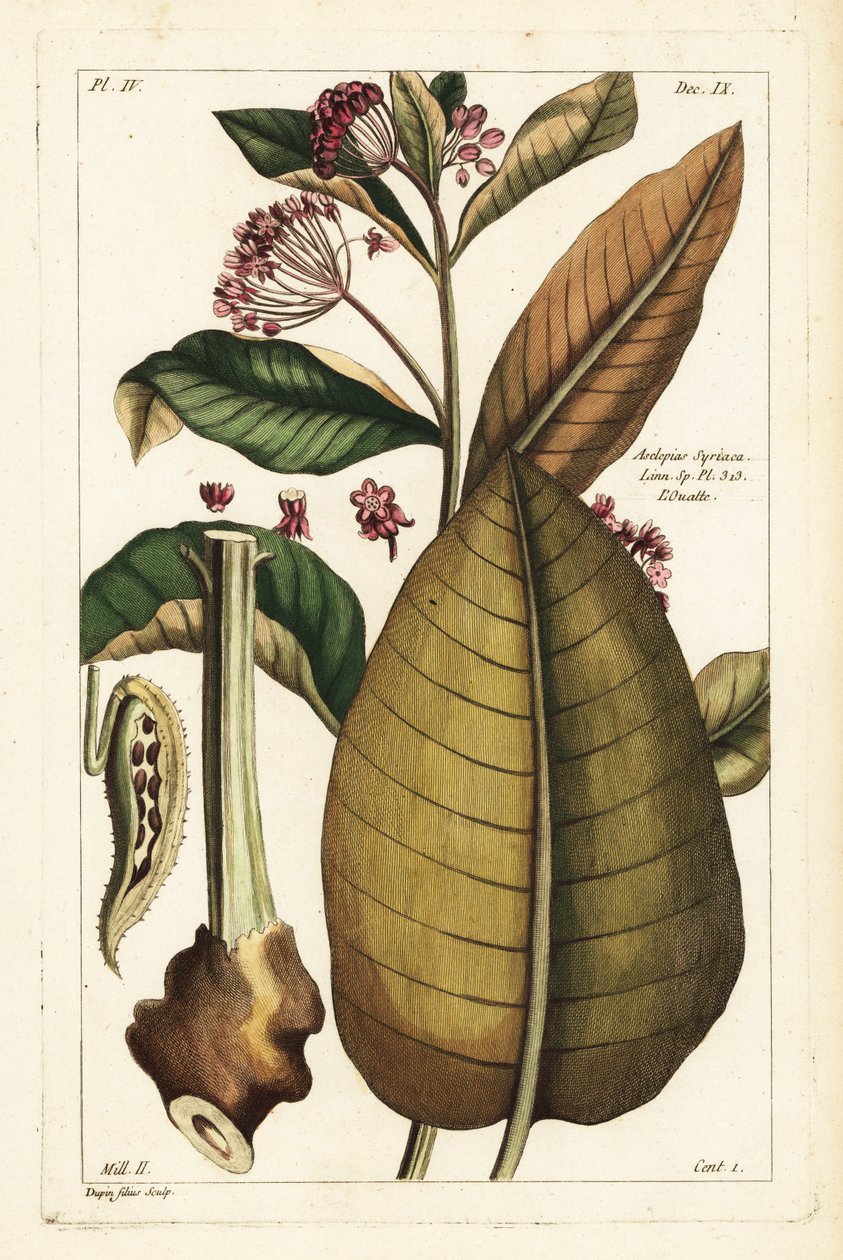 Alga leiteira comum, Asclepias syriaca de the Younger Dupin