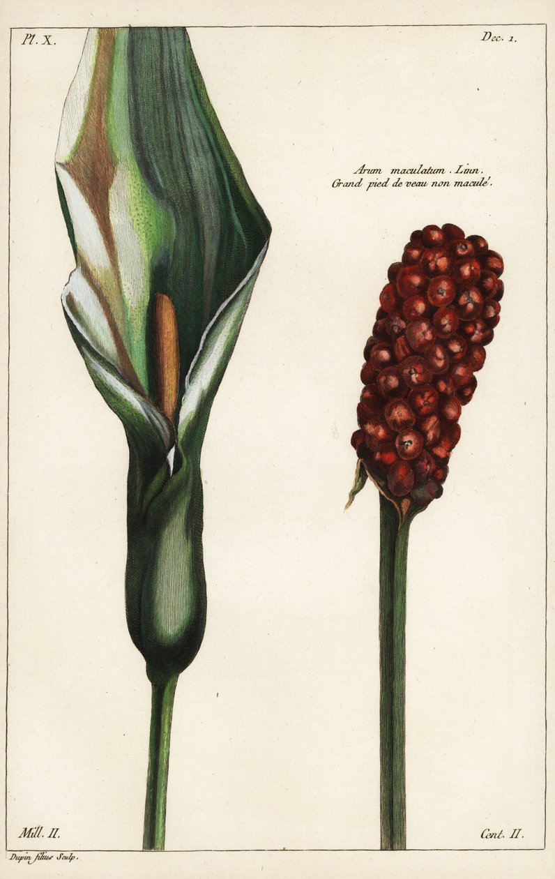 Cuckoo-pint ou arum selvagem, flor e fruto, Arum maculatum, Linn de the Younger Dupin