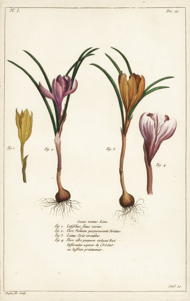 Diferentes espécies de crocus de primavera, Crocus vernus, Linn de the Younger Dupin