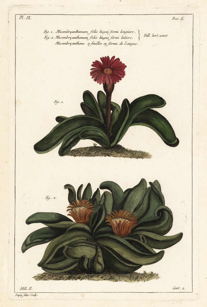 Planta Elkhorn, Rhombophyllum dolabriforme (Calêndula de figo Hatchet-leaved, Mesembryanthemum dolabriforme) de the Younger Dupin