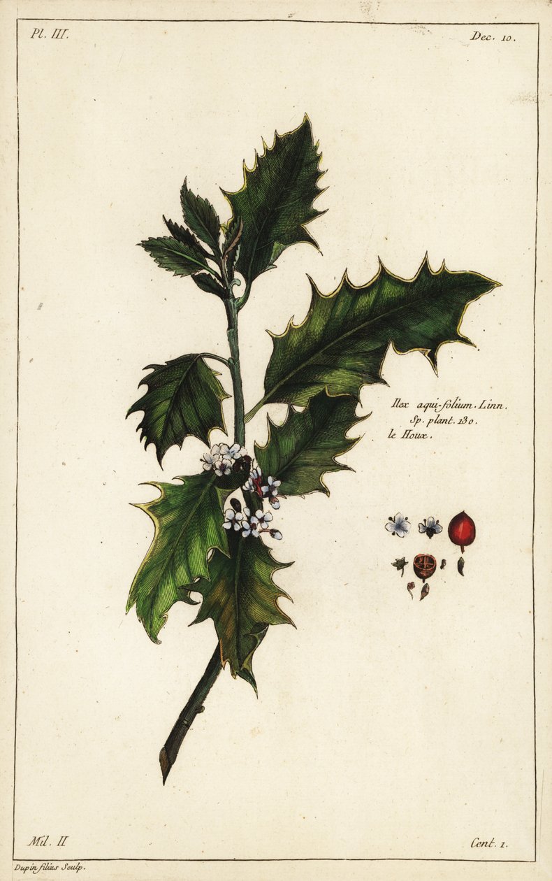 Azevinho europeu, Ilex aquifolium, Linn de the Younger Dupin