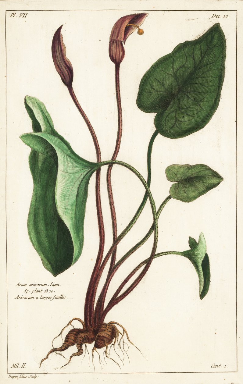 O capuz do frade ou larus, Arisarum vulgare de the Younger Dupin