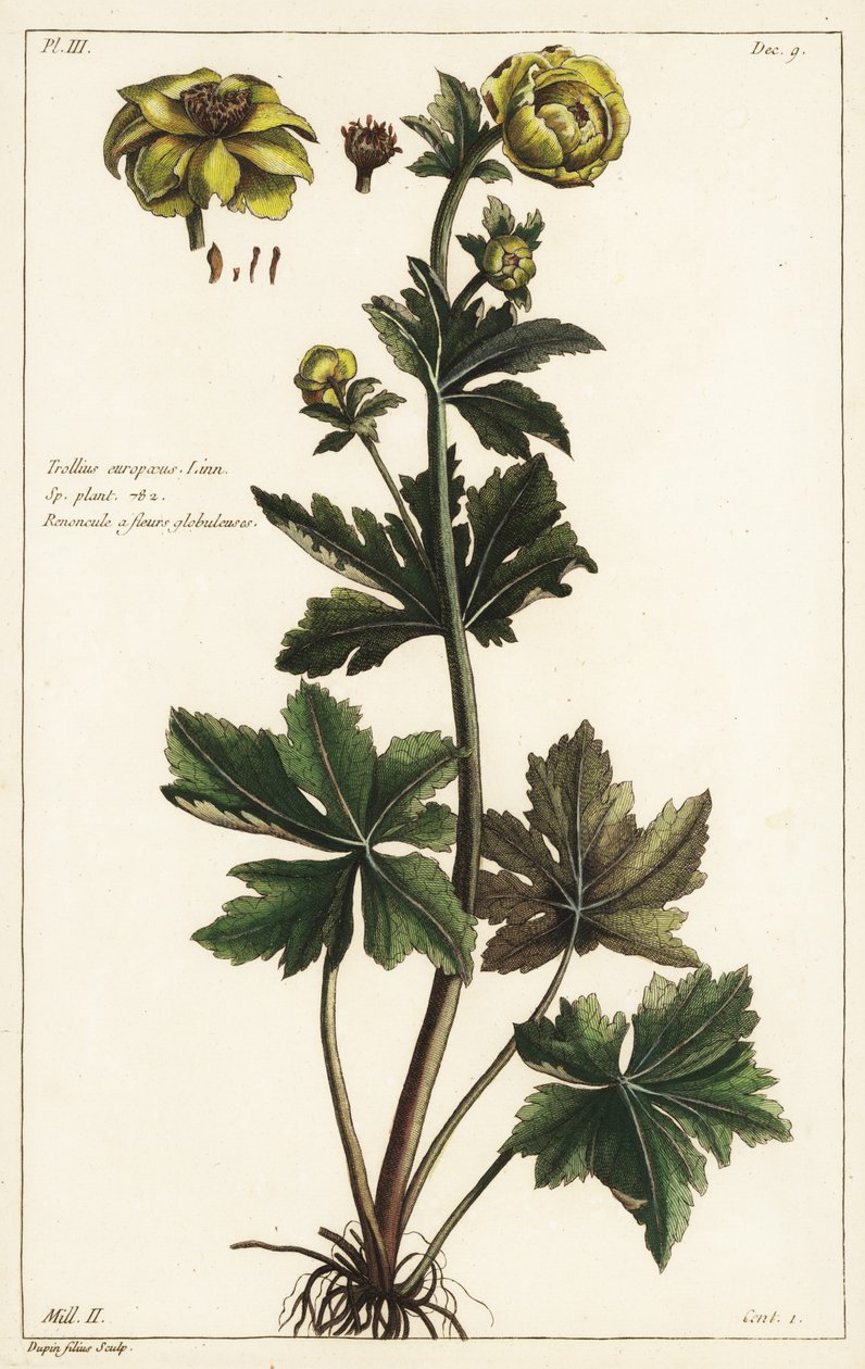 Globeflower, Trollius europaeus, Linn de the Younger Dupin