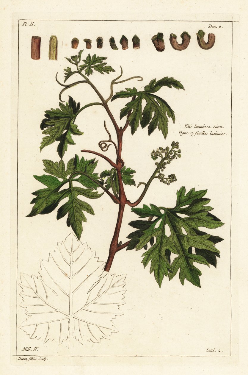 Folhas e bagaço de uva numa videira, Vitis vinifera de the Younger Dupin