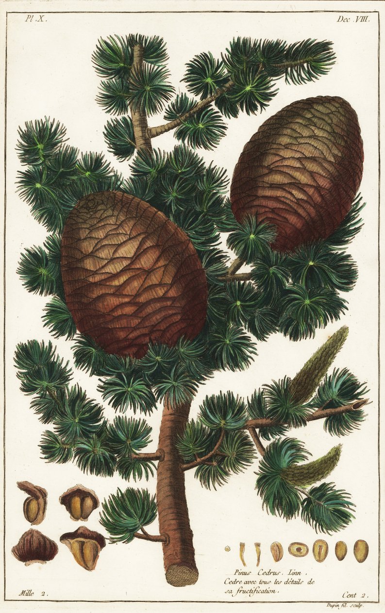 Cedro Líbano Cedrus libani Pinus cedrus Linn de the Younger Dupin