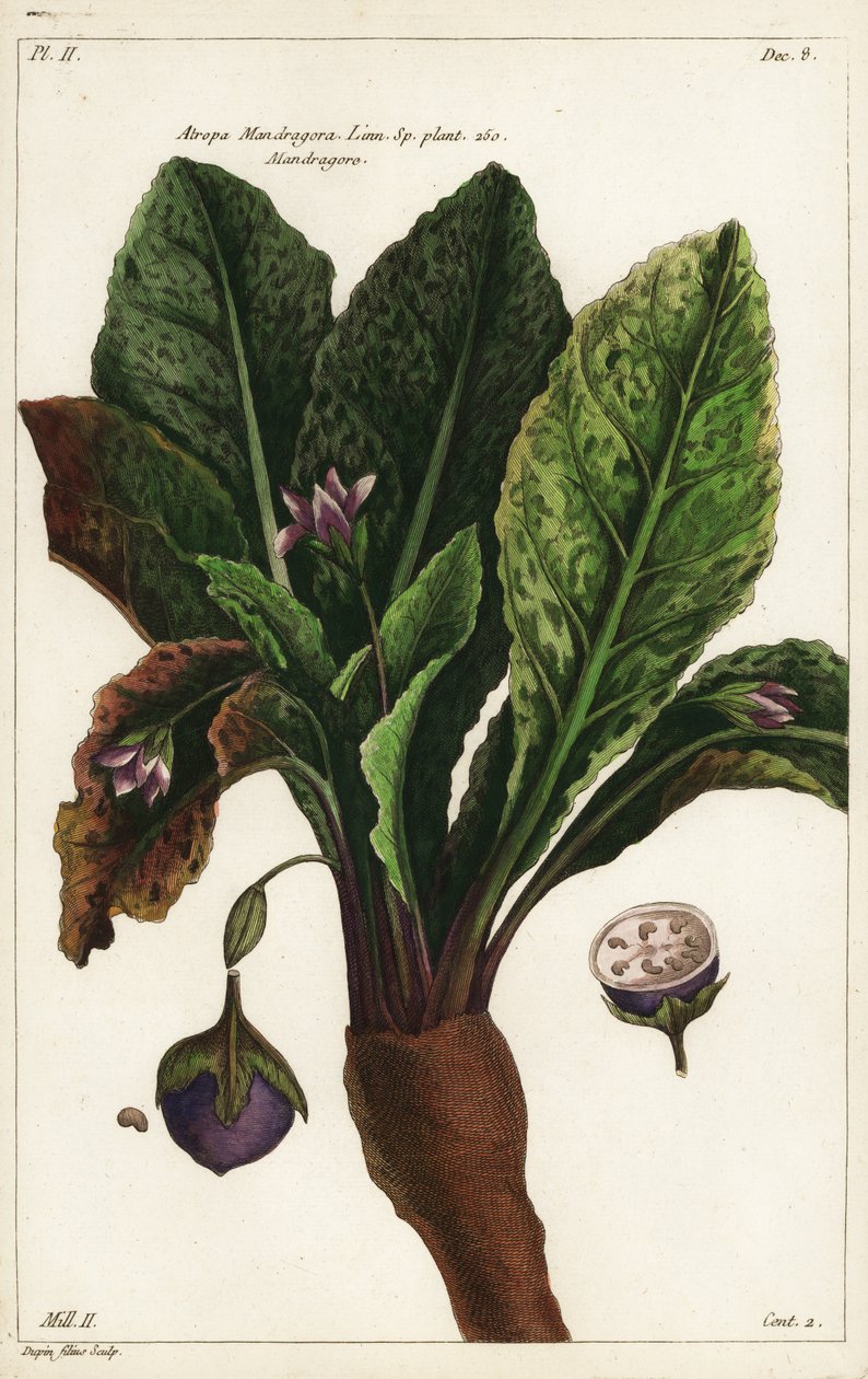 Mandrake, Mandragora officinarum de the Younger Dupin