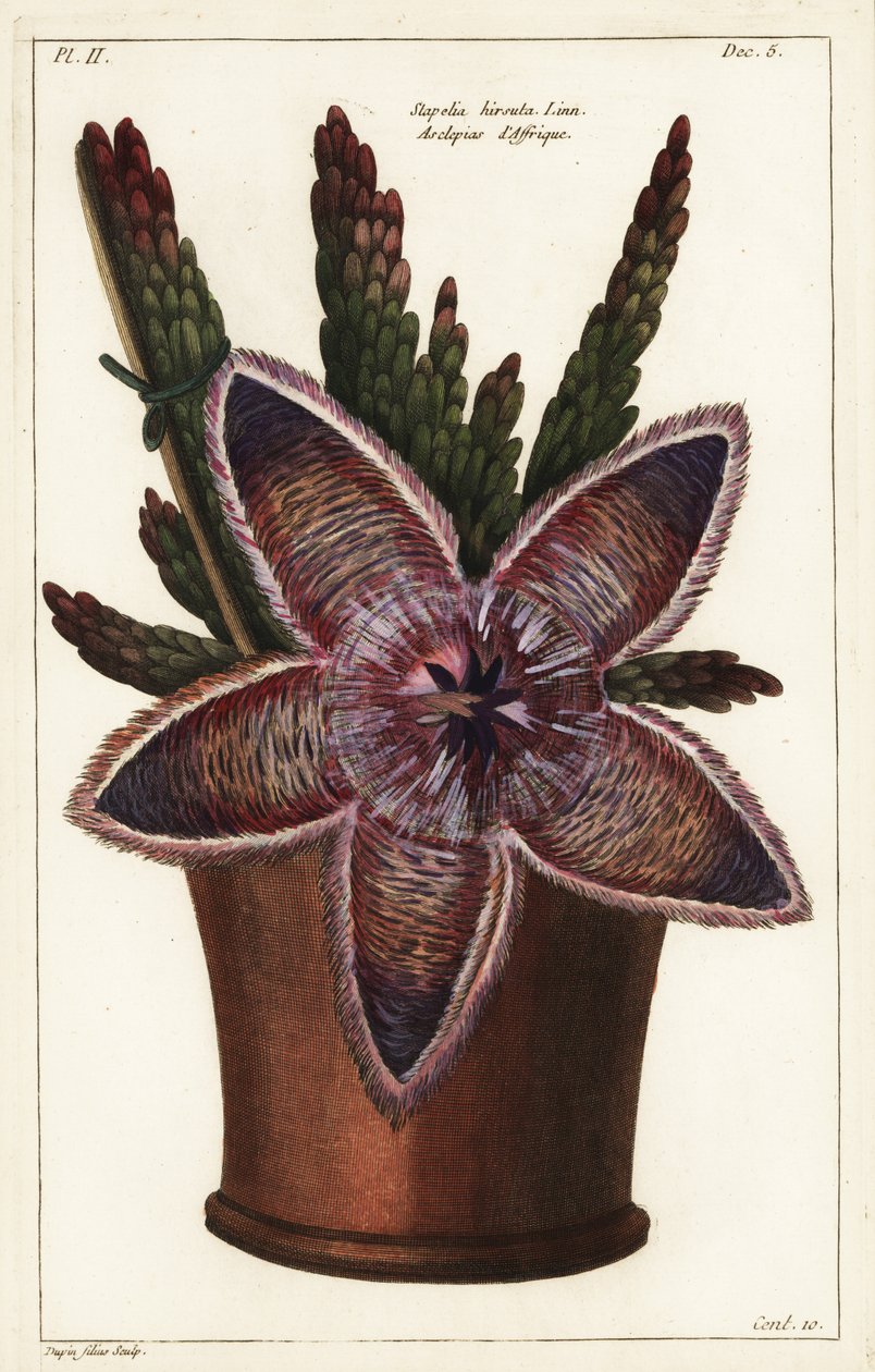 Flor de estrela do mar ou planta de carniça, Stapelia hirsuta Linn de the Younger Dupin
