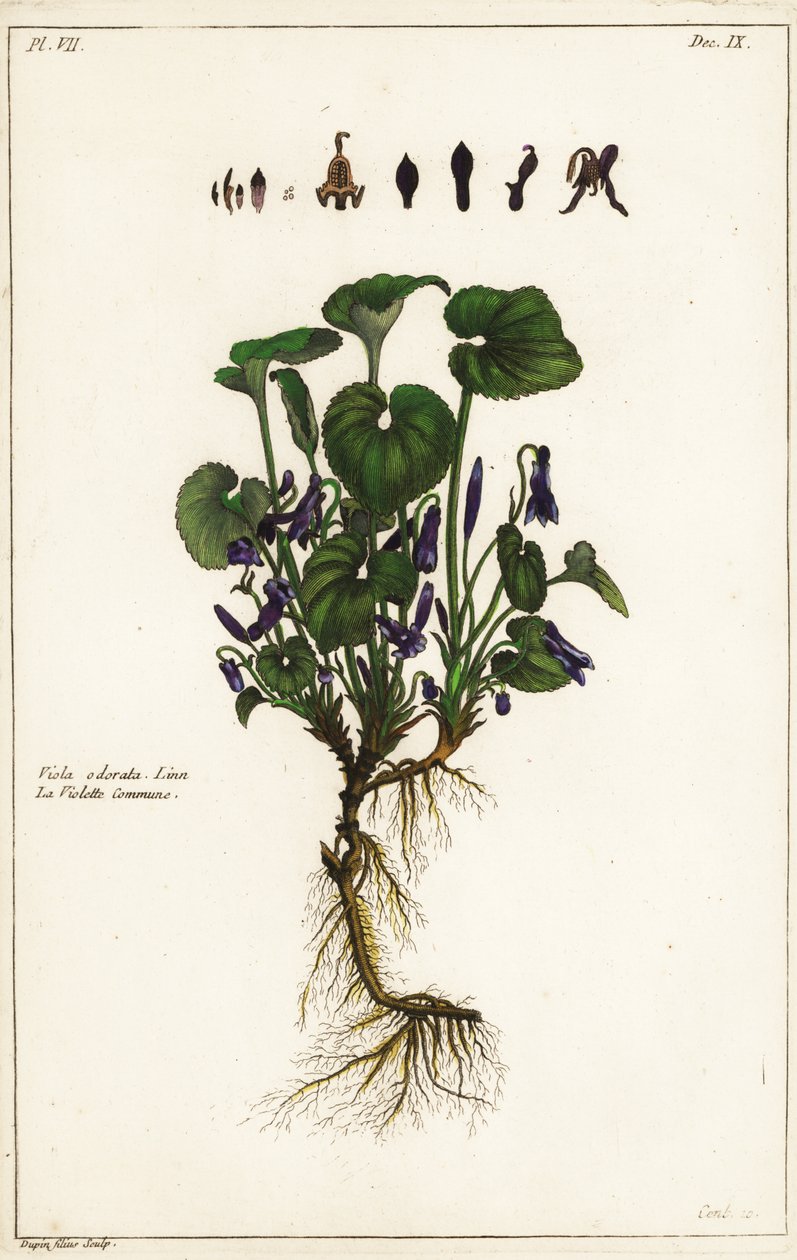 Violeta doce, Viola odorata, Linn de the Younger Dupin