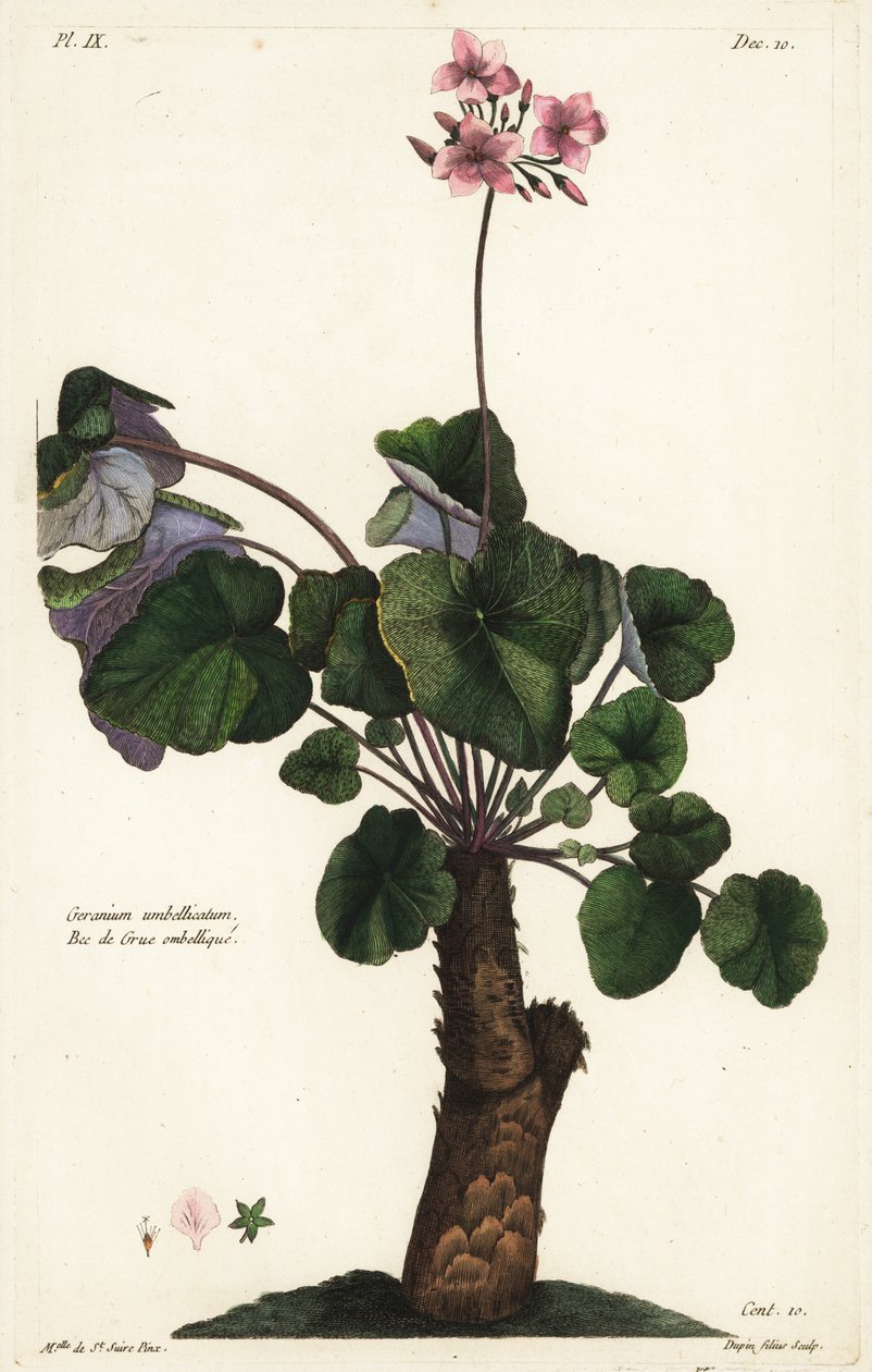 Espécies não resolvidas de gerânio, Geranium umbellicatum de the Younger Dupin