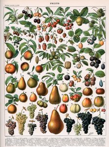 Ilustração das Variedades Vegetais, c.1905-10 (cor litho) de (after) Alillot