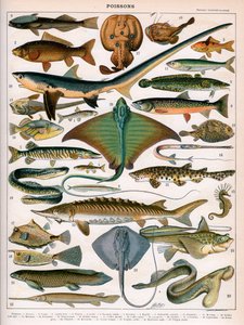 Ilustração de Peixes Oceânicos, c.1905-10 (cor litho) de (after) Alillot