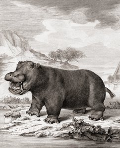 Um hipopótamo (Hippopotamus anfíbio)