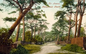 Fir Avenue, Hampstead Heath (foto a cores)