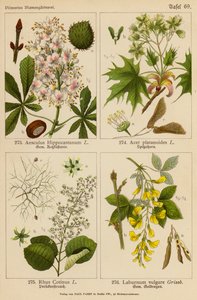 Aesculus Hippocastanum, Acer Platanoides, Rhus Cotinus, Laburnum Vulgare (litografia a cores) de (after) German School