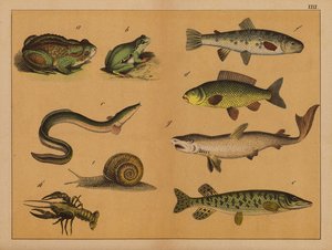 Anfíbios, moluscos e peixes (litografia a cores) de (after) German School