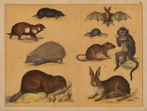Animais (litografia a cores) de (after) German School