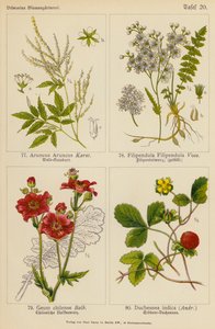 Aruncus Aruncus, Filipendula Filipendula, Geum Chilense, Duchesnea Indica (litografia colorida) de (after) German School