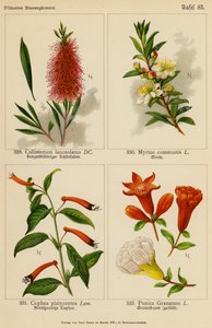 Callistemon Lanceolatus, Myrtus Communis, Cuphea Platycentra, Punica Granatum (litografia a cores) de (after) German School